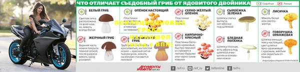 прущие грибы Елабуга